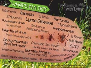 What's in a tick